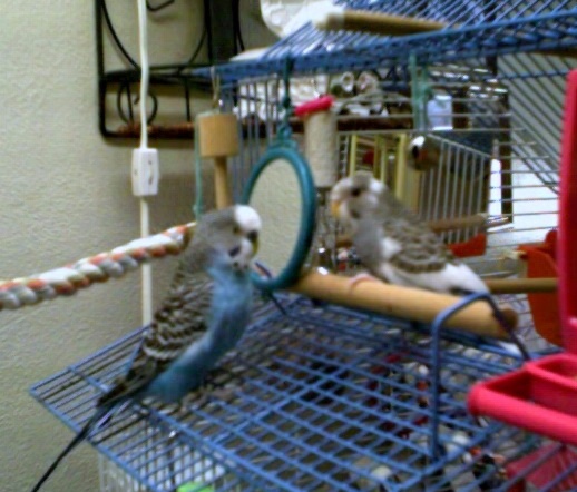 Joie & Prince playing peek-a-boo