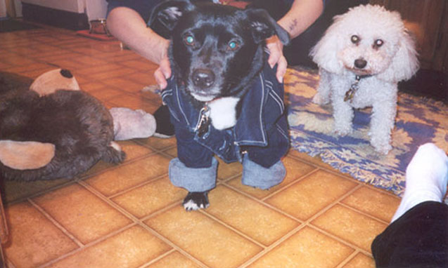Bear in jacket