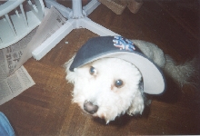 Let's Go Mets!