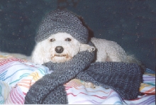 Rocco's Cold!