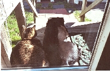 Best Friends side by side
