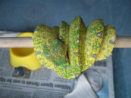biak outcross 2