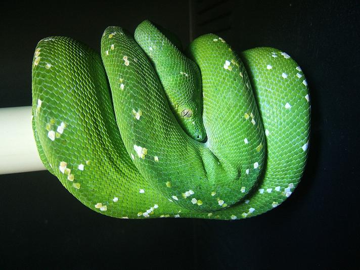 Aru Female
