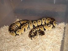 pastel female