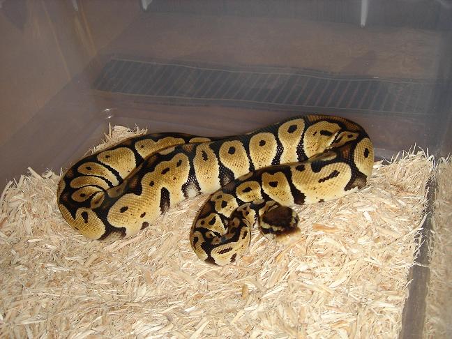pastel female