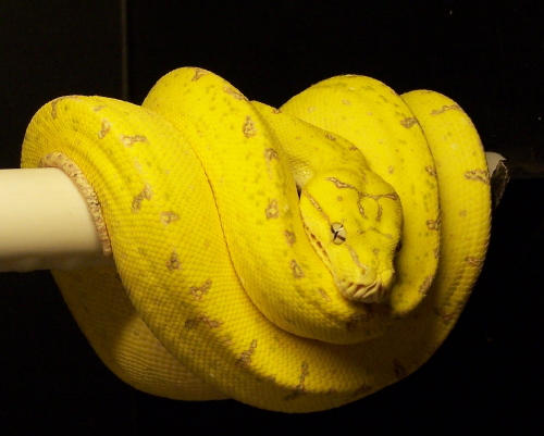 Ole Yeller x Big Bird Female GTP