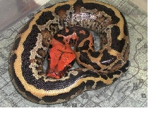 UNUSUAL BORNEO