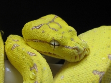 Yogsi Head