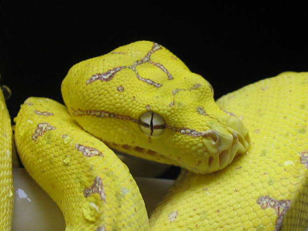Yogsi Head