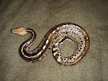 Yellow-headed Black  Blood Male