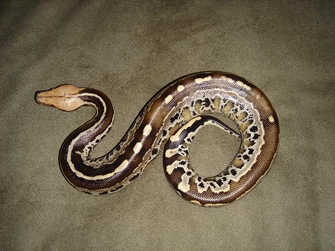 Yellow-headed Black  Blood Male