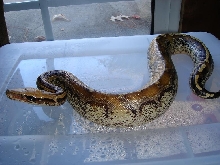 Female Marble Borneo