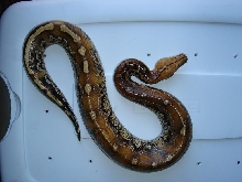 Female Marble Borneo Top View