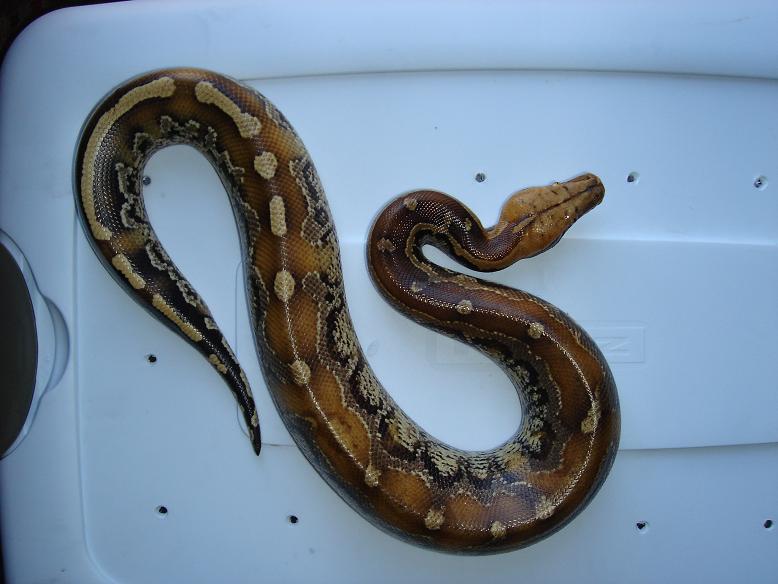 Female Marble Borneo Top View