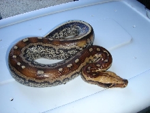 Male Marble Borneo