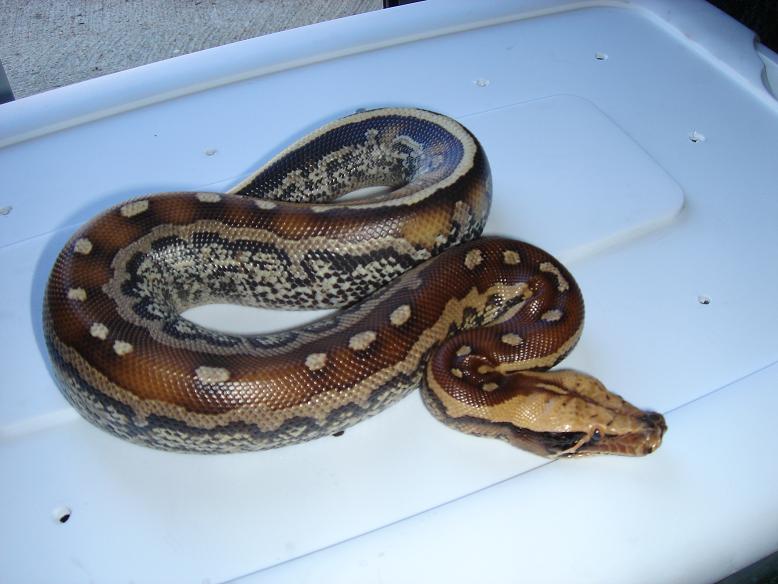 Male Marble Borneo