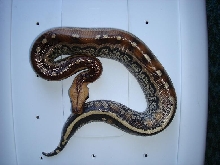 Male Marble Borneo Top View