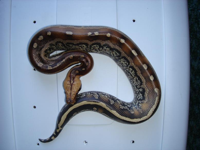 Male Marble Borneo Top View