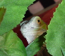 Bronx in his fav tree