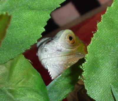 Bronx in his fav tree