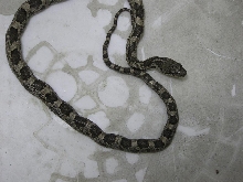 Rat snake, I think