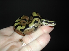 Neonate