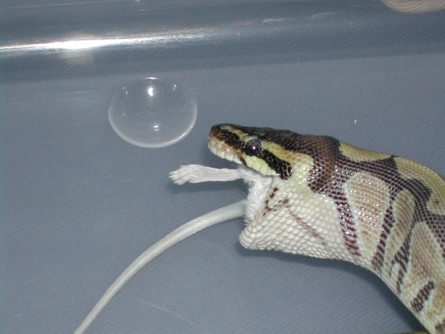 bpfeeding