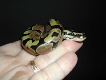 neonate