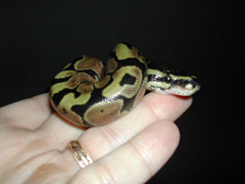 neonate
