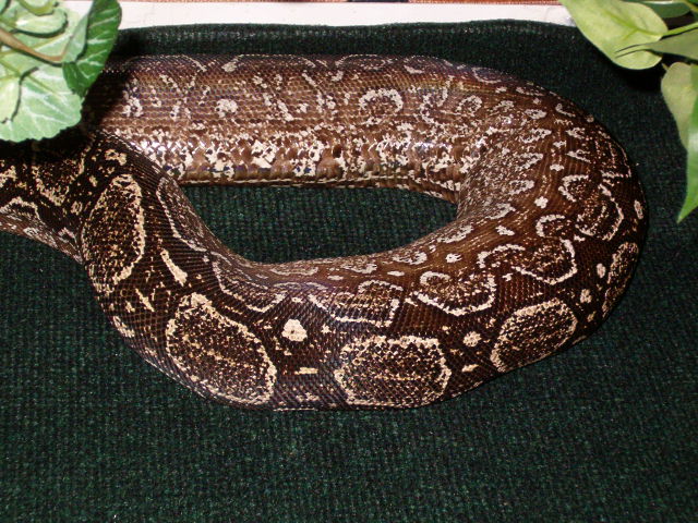 Cocoa