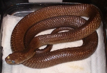 Unicolor Cribo