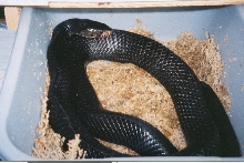 "Cloyd", Eastern Indigo