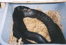 "Cloyd",Eastern Indigo