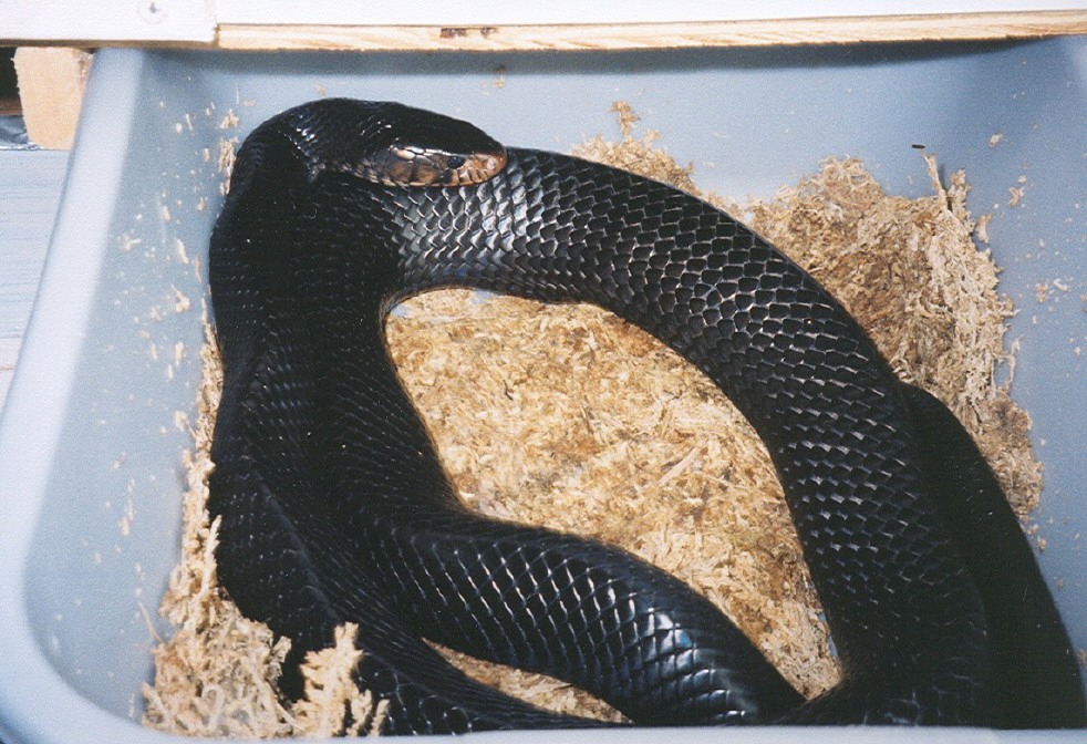 "Cloyd",Eastern Indigo
