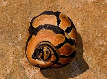 2013 Orange Dream Male 5 - another pic