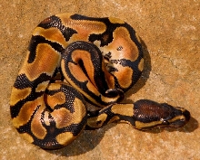 2013 Orange Dream Male 5