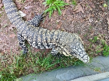 Large Argentine male tegu