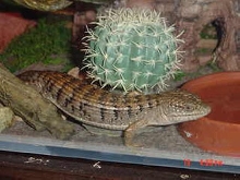 Our cute Al