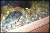Snapping Turtle