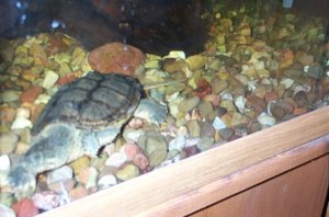 Snapping Turtle