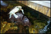 RedEared Slider