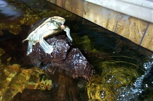 RedEared Slider