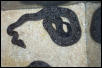 Argentine Boa