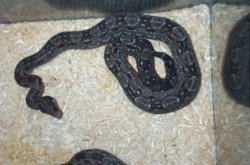 Argentine Boa