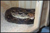female boa