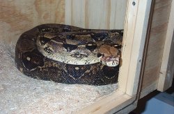 female boa