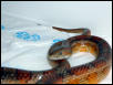 Brian the Corn snake