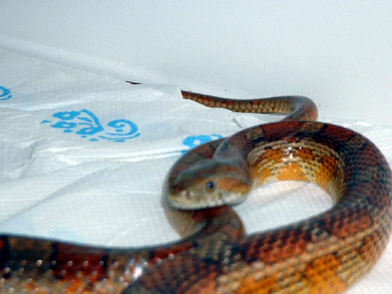 Brian the Corn snake
