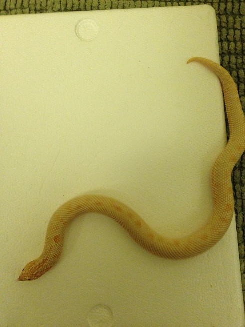 Albino Conda From Brent