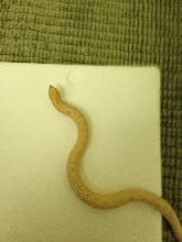 Female Albino Conda